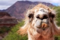 Funny llama