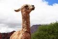 Funny llama Royalty Free Stock Photo