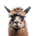 Funny llama or alpaca isolated on white background. Zoo animals. Llama lookng into camera portrait close up Royalty Free Stock Photo