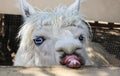 Funny llama Royalty Free Stock Photo