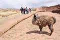 Funny Llama in Tiwanaku ruins, Altiplano, Bolivia