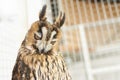 Funny long-eared owl dozing