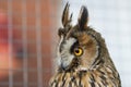 Funny long-eared owl looking sideways