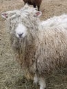 Funny long haired sheep farm animal