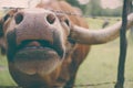 Funny longhorn cow