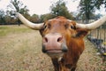 Funny Longhorn cow looking at camera Royalty Free Stock Photo