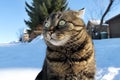 Funny look of a little fat cat in winter Royalty Free Stock Photo
