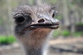 Funny look ostrich bird