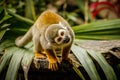 Funny look of sqirrel monkey in a rainforest, Ecuador Royalty Free Stock Photo