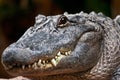 Funny look of a young American alligator Royalty Free Stock Photo