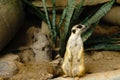 Funny looking alert meerkat Suricata Suricatta standing on gua