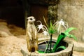 Funny looking alert meerkat Suricata Suricatta standing on gua