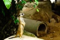 Funny looking alert meerkat Suricata Suricatta standing on gua