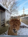 Funny looking alpaca brown colored headshot portait in closeup view Royalty Free Stock Photo