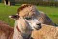 Funny looking alpacas at farm