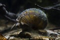 Funny looking aquatic mollusk, viviparous freshwater river snail, plankton feeder and algae eater moves ahead