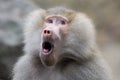 Funny looking baboon Royalty Free Stock Photo