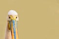 Funny looking bird - pelican head isolated with copy space