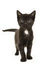 Funny looking black with white chest kitten looking into the camera Royalty Free Stock Photo