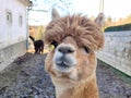 Funny looking brown alpaca with hay in mouth headshot in closeup view Royalty Free Stock Photo
