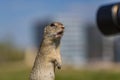 Funny looking brown European ground squirrel Royalty Free Stock Photo