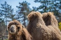 Funny looking camel Royalty Free Stock Photo