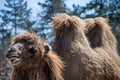 Funny looking camel Royalty Free Stock Photo