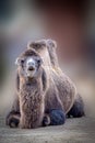 a funny looking camel sitting in the sand with mouth open Royalty Free Stock Photo