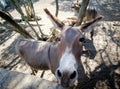 Funny looking donkey Royalty Free Stock Photo