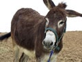 Little donkey on a farm Royalty Free Stock Photo