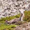 Funny looking female Stone Sheep Ovis dalli stonei Royalty Free Stock Photo