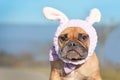 Funny looking French Bulldog female dog dressed up with easter bunny costume headband and bowtie