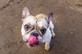 Funny looking french bulldog looks up