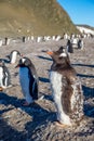 Funny looking gentoo penguin chick enjoing the sunbath with his flock at the Barrientos Island, Antarctic Royalty Free Stock Photo