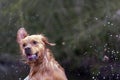 Funny looking golden retriever enthusiastically plays in the water