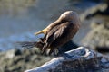 Funny looking juvenile Double Crested Cormorant bird Royalty Free Stock Photo