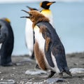 Funny looking king penguin - Aptendytes patagonica - chick, juvenile penguine on sunny day in Antarctica