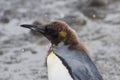 Funny looking king penguin chick, juvenile penguine on dark snowy day Royalty Free Stock Photo