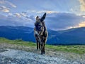 Cute donkey closeup on the mountain at sunset