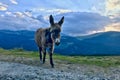 Cute donkey on the mountain at sunset