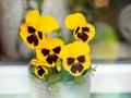 Funny looking pansy color resembles man face with beard and mustache. Yellow color flower for decoration in a garden