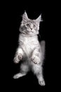 funny looking playful maine coon kitten standing on hind legs Royalty Free Stock Photo