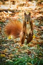 Funny looking red squirrel standing on two legs with a nut in the mouth being puzzled how it could have overseen the photographer