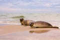 Funny looking sea lion on beach of Denmark - Grenen Royalty Free Stock Photo