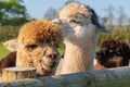 Funny looking white alpacas at farm
