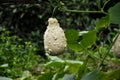 Funny-looking Zucchini