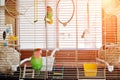 Funny lovebird parrot at large cage on rooom with sunshine.