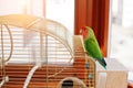 Funny lovebird parrot at large cage on rooom with sunshine.