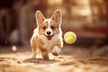 funny lovely corgi