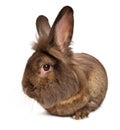 Funny lying chocolate colored lionhead rabbit